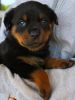 Adorable M/F Rottweiler Puppies Available