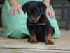 Donalds Rottweiler Pupies Available
