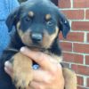 AKC m/f German Rottweiler puppies for sale