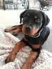6 month FEMALE Rottweiler puppy for sale