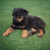 Adorable AKC registered Rottweiler puppies for sale