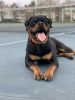 10 Month Old Male Rottie