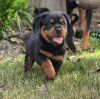 Healthy Male and Female Rottweiler Puppies Available for Home Delivery