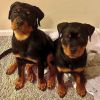 Very Healthy Male and Female Rottweiler Puppies