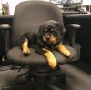 Rottweiler puppies available for delivery
