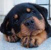 Rottweiler puppies available for delivery to new homes now