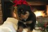 Courageous Rottweiler pups for sale