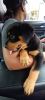 Full blooded AKC Female Rottweiler at 7 weeks old