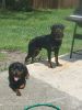 ADORABLE ROTTWEILER PUPPIES