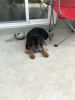 5 month old male Rottweiler puppy