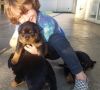 cute and Adorable Rottweiler puppies available