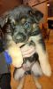 German shepherd/Rottweiler puppies In need of new homes