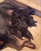 Champion European Import Bloodlines AKC Rottweiler puppy(xxxxxxxxxx)