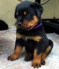 Rottweiler pup and mother for sale you can buy both or just one