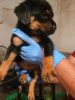 rehoming rottweiler puppies