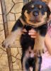 loving rotweiler puppy for sale