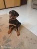 Rottweiler puppy for sale in chennai