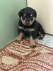 Rottwelier male 30 days old puppy for sale