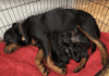 Super Cuddly Super Affectionate Rotties