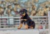 Rottweiler puppy original breed for sale