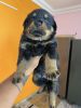 Top Quality Rottweiler with KCI certificate imported bloodline