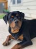 Young pure Rottweiler 11 months