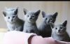 Adorable Russian blue kittens for sale