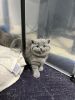 Home Raised British Shorthair Blue Kittens For Sale