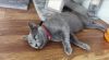 Gorgeous Russian blue kittens for sale