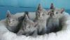 Pure breed M/F Russian Blue Kitten
