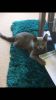 Stunning Russian Blue kittens available looking for its forever home