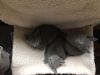 Gorgeous Russian Blue Available
