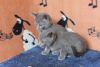 Beautiful Russian Blue Female Kittens