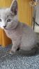 Gorgeous Russian Blue Kittens for sale