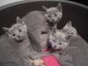 Russiian blue kittens now ready for sale
