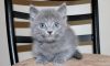 Russian Blue and White Male and Female Kittens