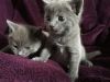 Russian Blue Kittens Ready to go