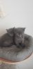 Male and Female Russian Blue Kittens