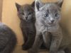 Excellent/Awesome Russian Blue Kittens Ready Now