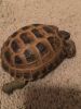 Russian tortoises looking for new homes