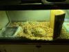Russian Tortoise and Tank for Sale