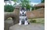 Quality siberian husky puppies available