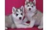 Siberian Husky Puppies - Male & Female