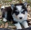 Dreamy Siberian Husky- 11 Weeks Old