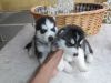 Two Siberian Husky Puppies