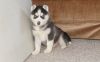 Family Reared Siberian Husky puppies for sale now