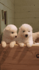 patient Samoyed Puppies