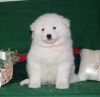 Male & Female Samoyed Puppies for sale