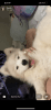Samoyed Female puppy