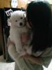 Beautiful Samoyed Pup